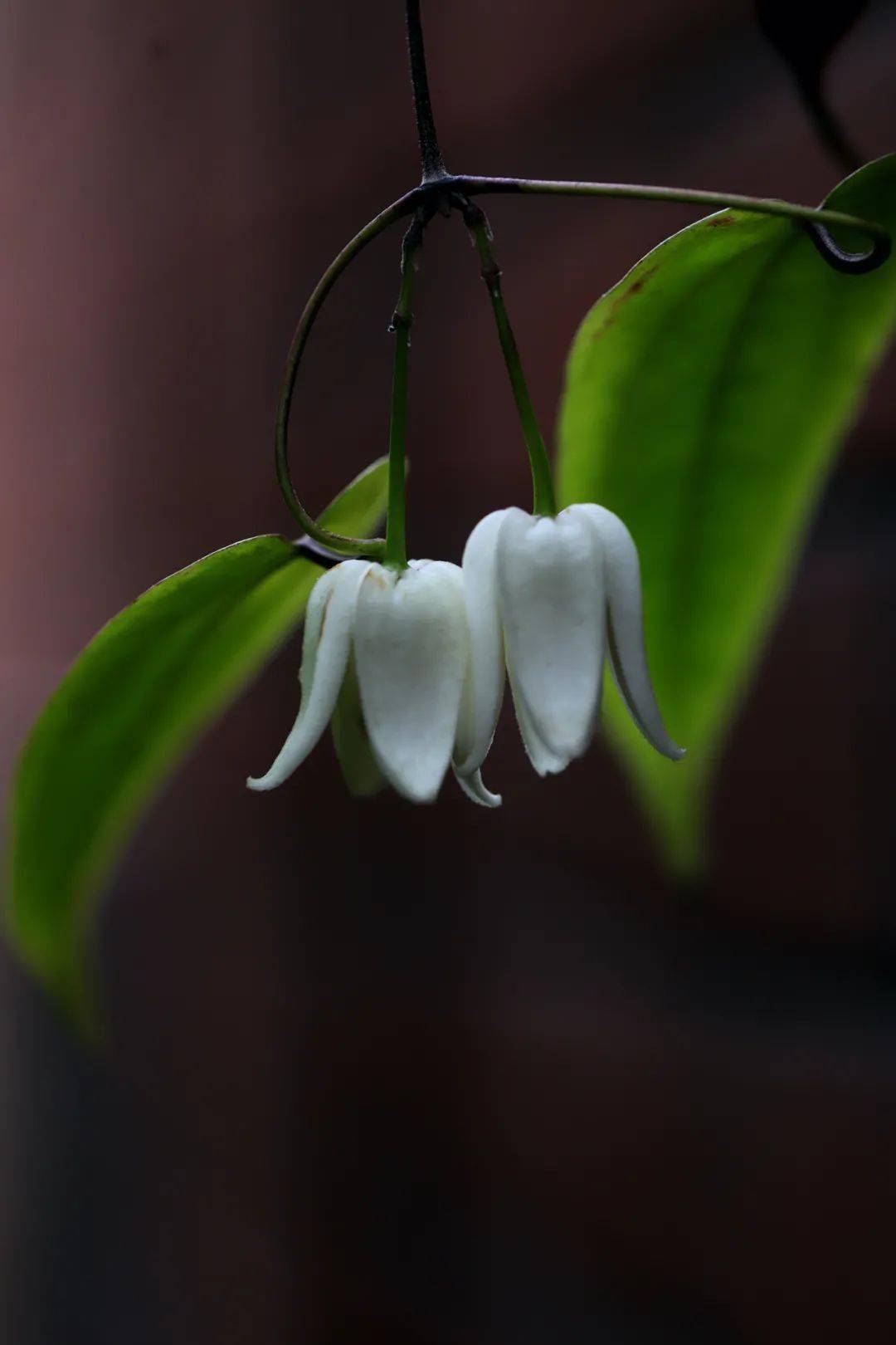 单叶铁线莲挂起玉铃铛喜迎新春来