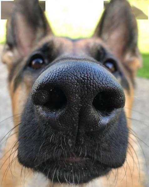 鼻孔朝天的汪星人,竟然也萌萌哒分外可爱!