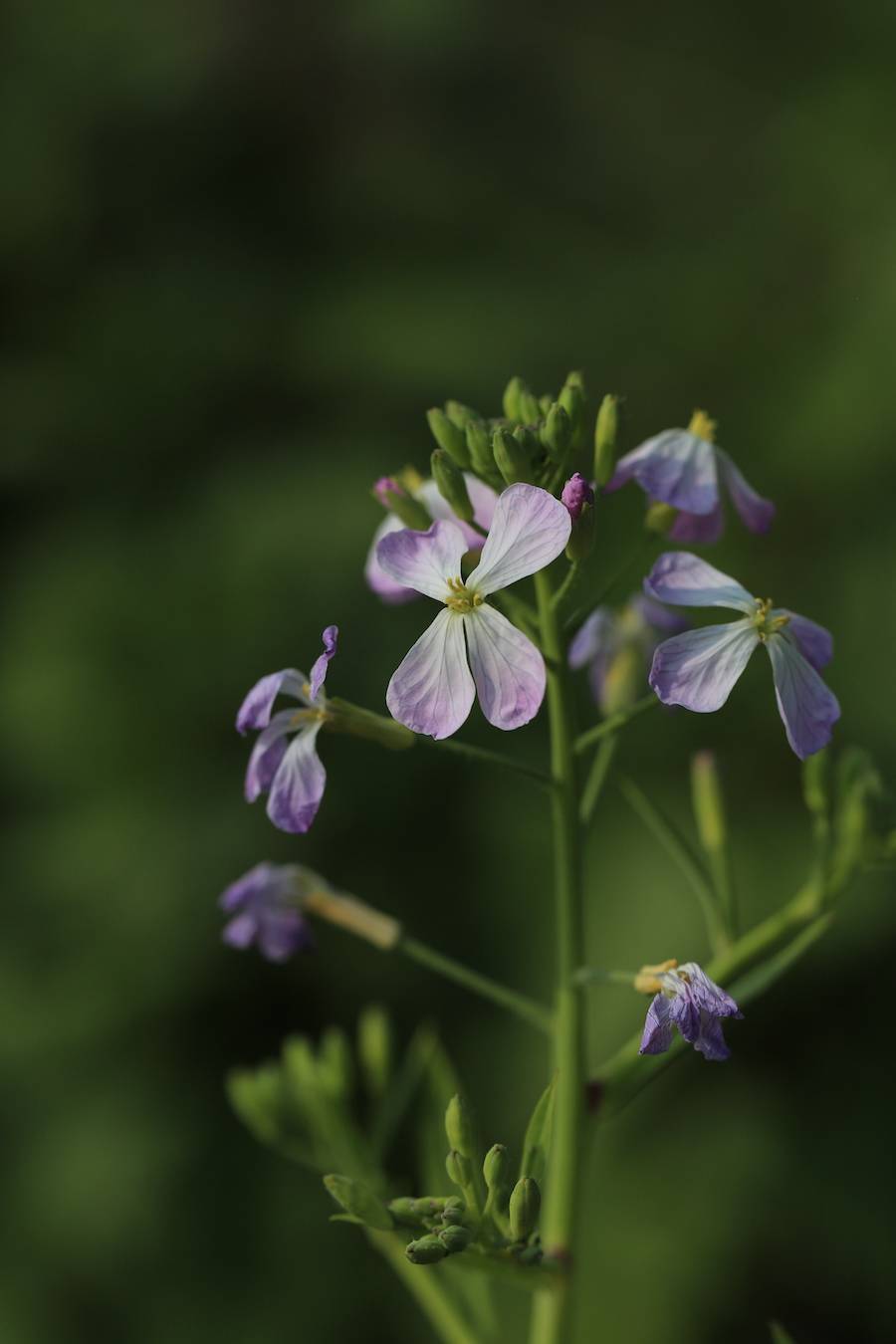 花有白色与紫红色两种,总状花序