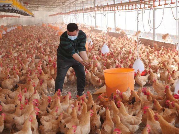 因此养鸡场的管理人员不仅要有技术,更重要的是要有责任心