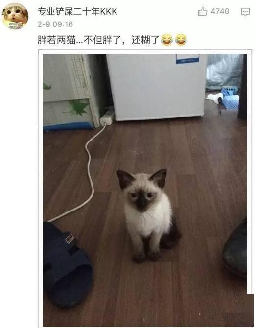 貓貓小時候VS長大後，鏟屎官們都開始懷疑人生了，哈哈哈！ 萌趣萌寵 第4张
