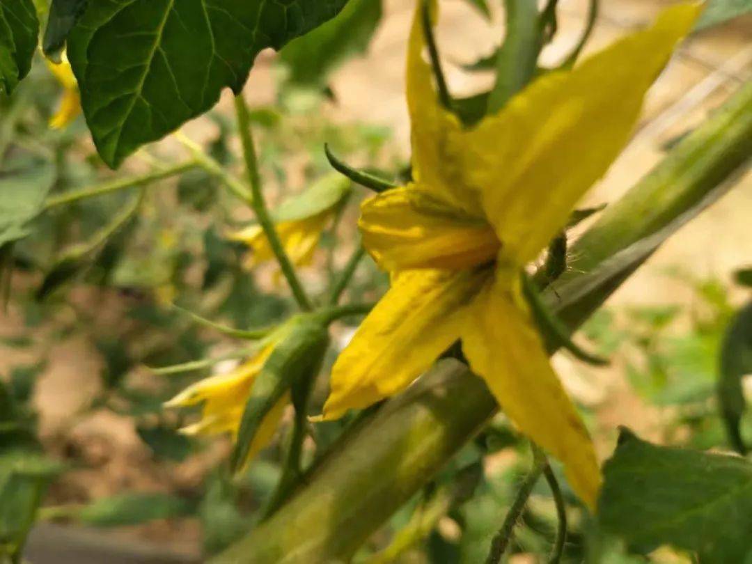 中农绿源茶树花科技公司传销骗局：拉人头销售原