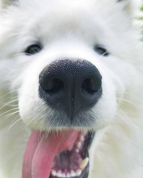 鼻孔朝天的汪星人,竟然也萌萌哒分外可爱!