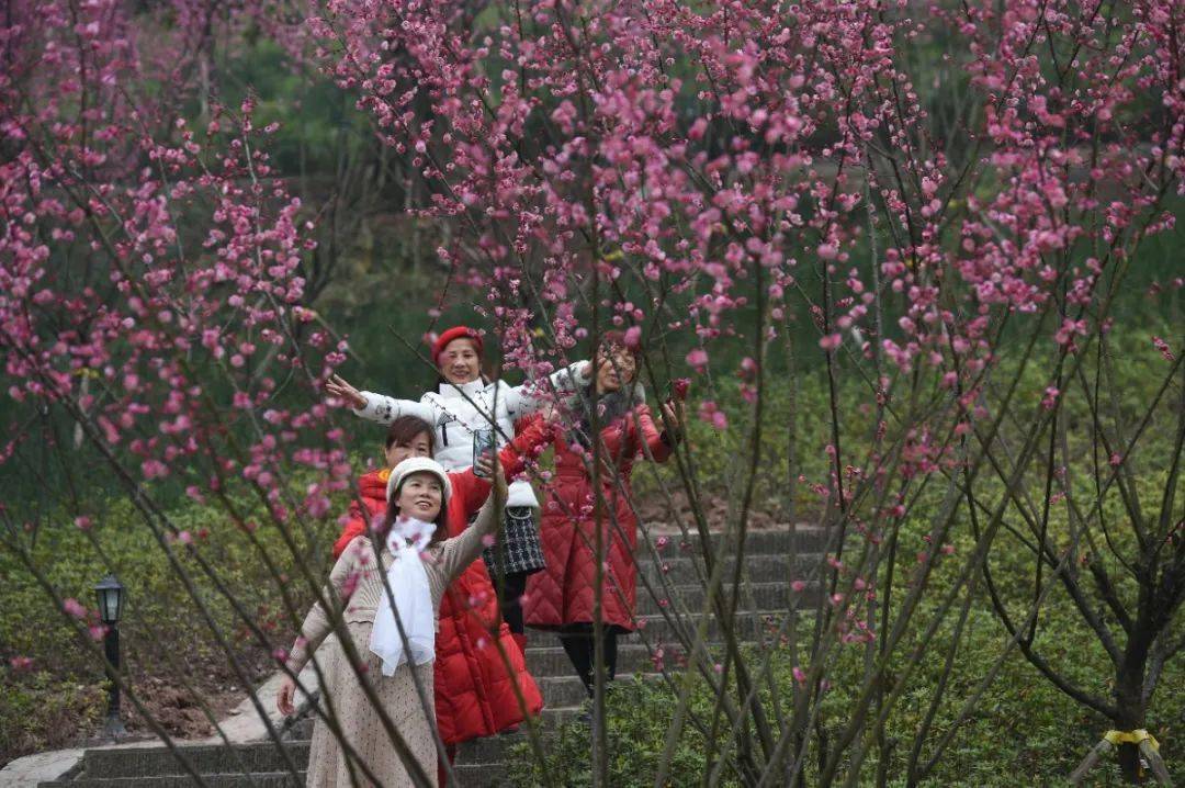 耍事踏青赏春歌乐山5万平米红梅林开得正好