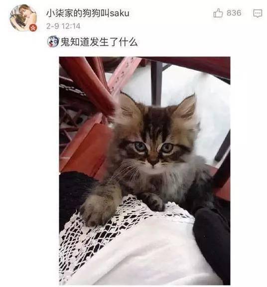 貓貓小時候VS長大後，鏟屎官們都開始懷疑人生了，哈哈哈！ 萌趣萌寵 第20张