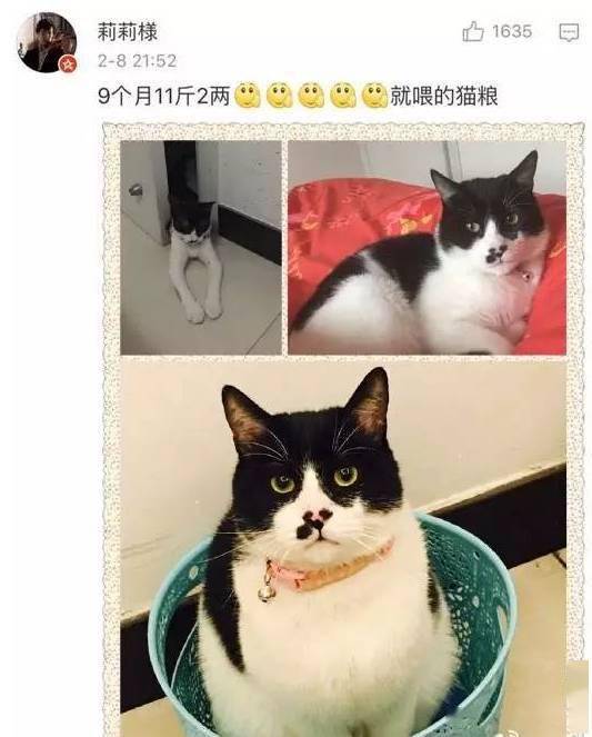 貓貓小時候VS長大後，鏟屎官們都開始懷疑人生了，哈哈哈！ 萌趣萌寵 第10张