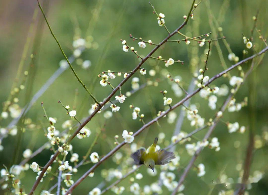 苍南金乡梅峰公园梅花盛开
