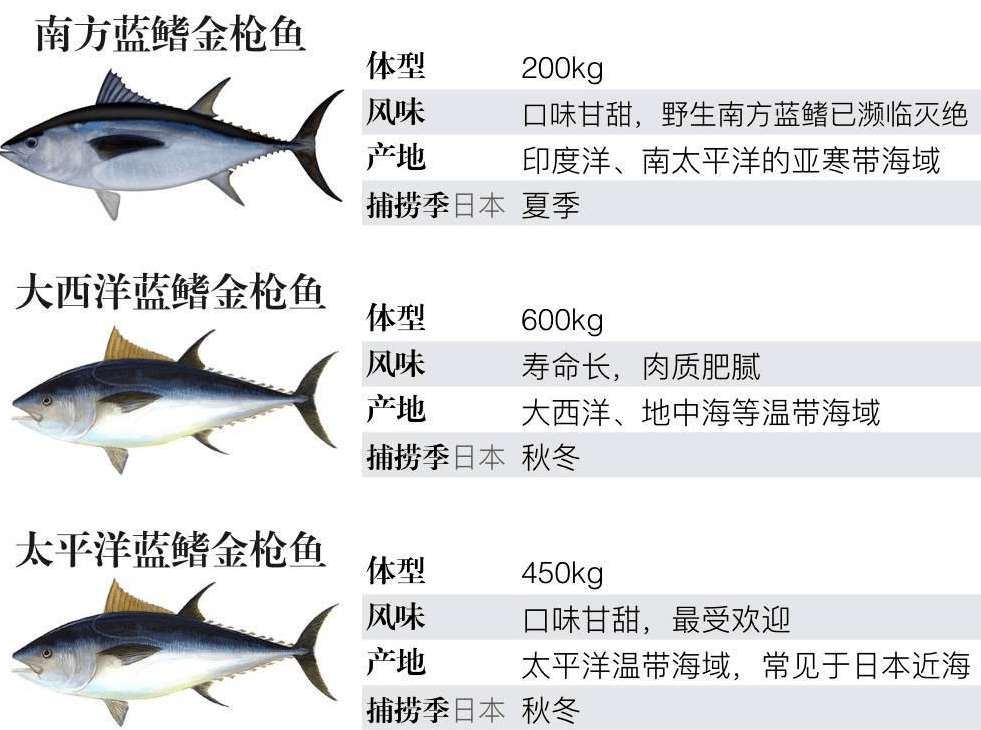 中国蓝鳍金枪鱼分布图片