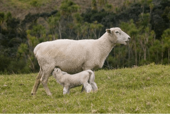 为什么不适合做种羊?