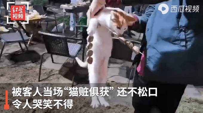 流浪猫偷吃客人烤串：嘴里叼“手”里拿，被抓现场曝光路人笑翻！