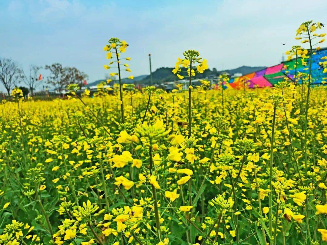 走到上杭才溪看油菜花去