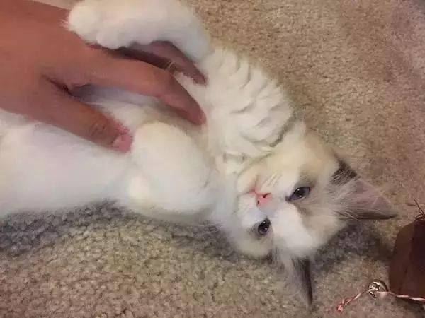 外表好似天仙的布偶猫,实际上是汪星人变得?