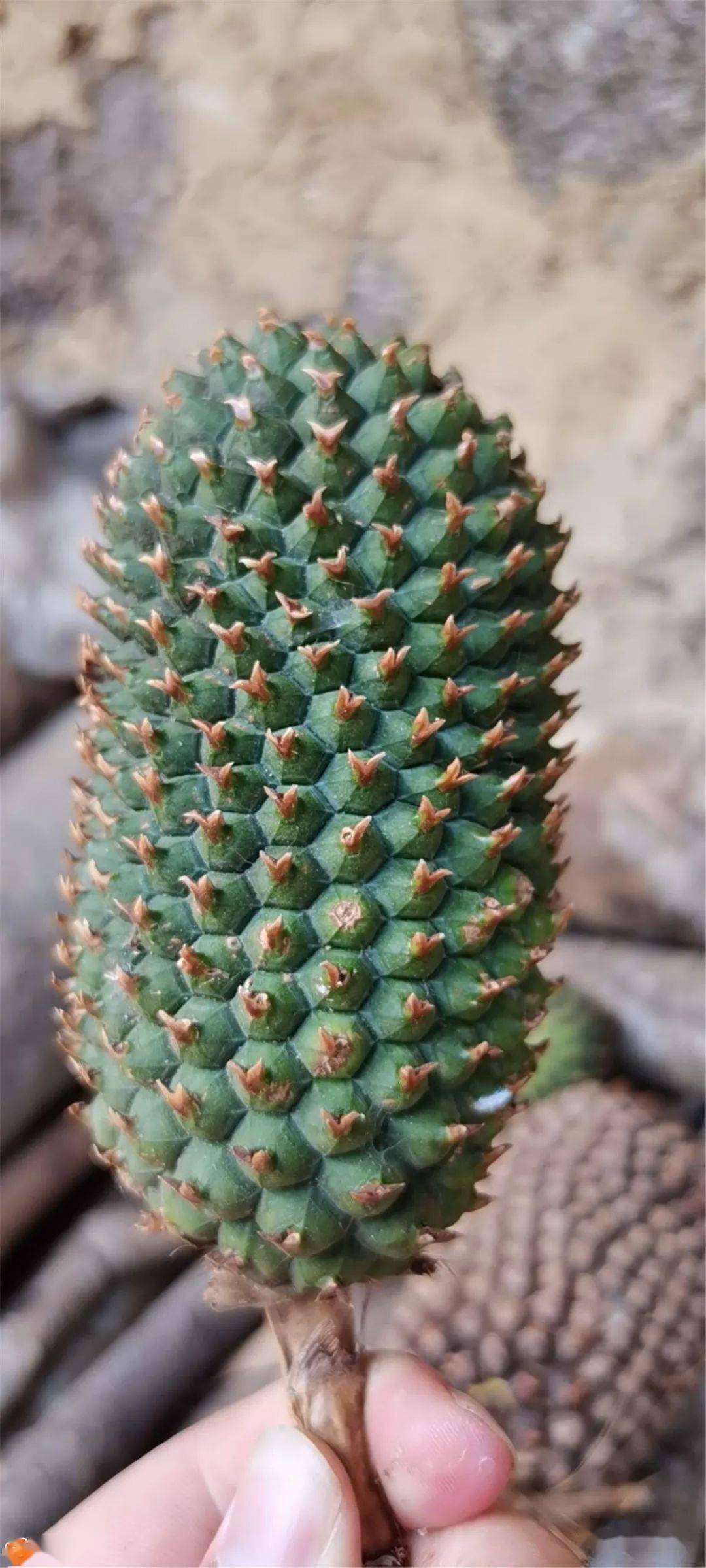 浦北山上发现神奇"狼牙棒"果实,黄六佬说这能治癌症_手机搜狐网