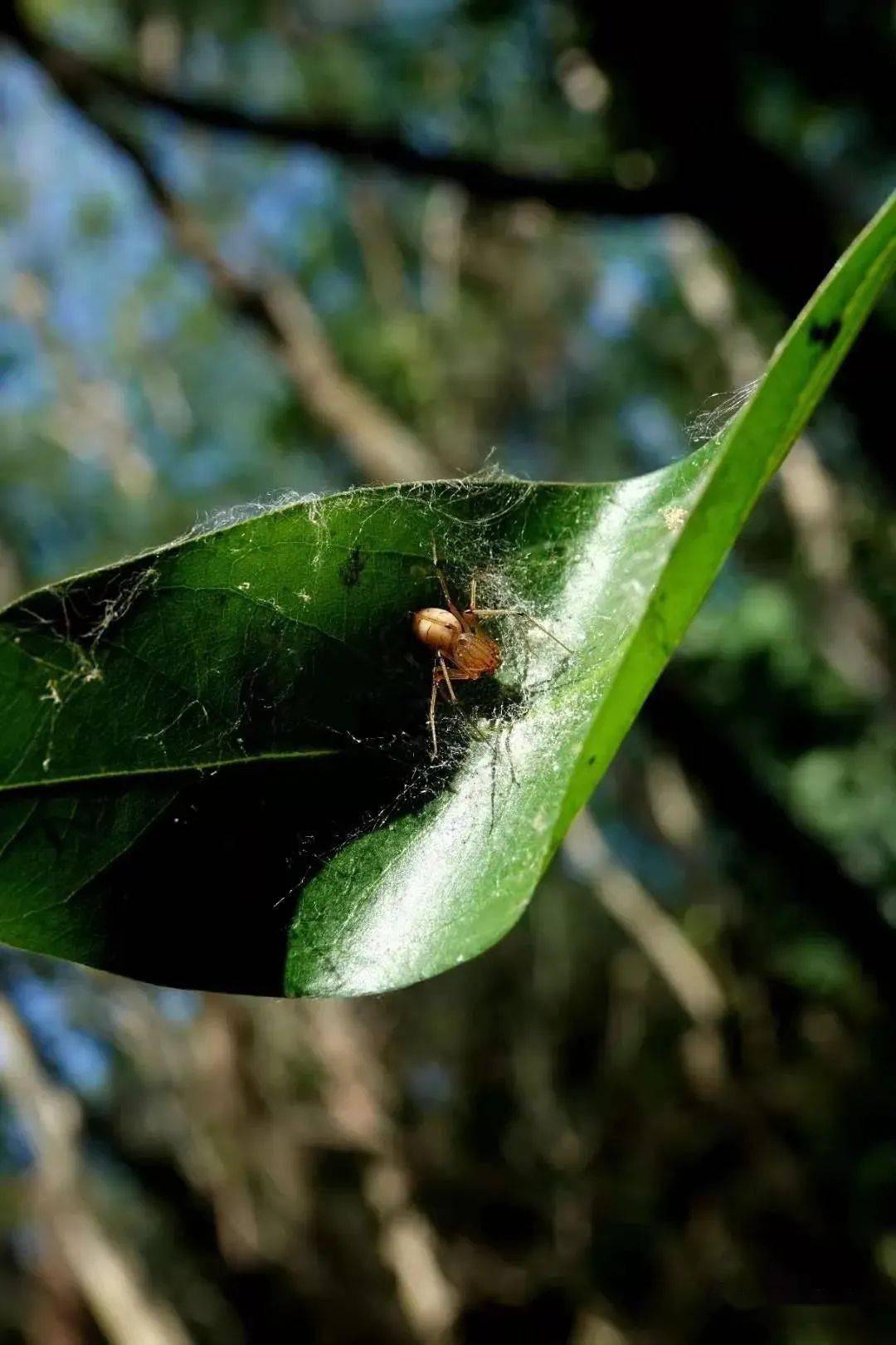 你好大自然第183期花皮蛛的林中小屋