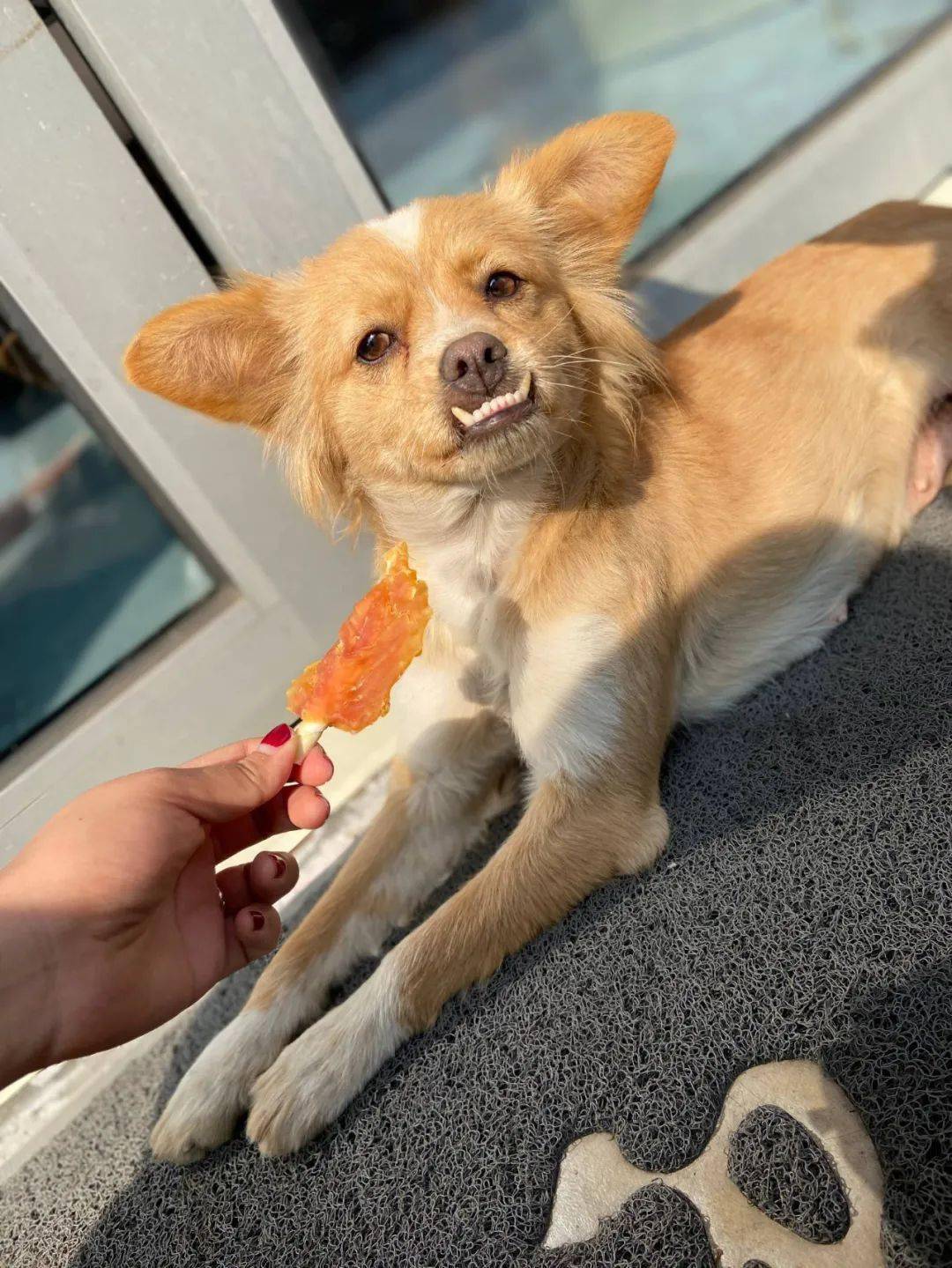 四川省成都市送养原因:狗狗名叫乐乐 之前被不负责的主人散养 但依旧