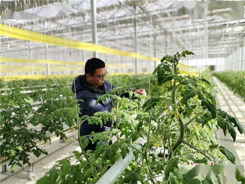 31岁的范涛负责果蔬生产管理,由于业绩突出,2019年11月入党.