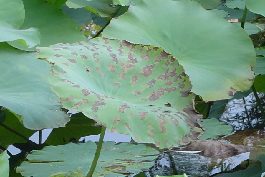 令箭荷花褐斑病图片图片