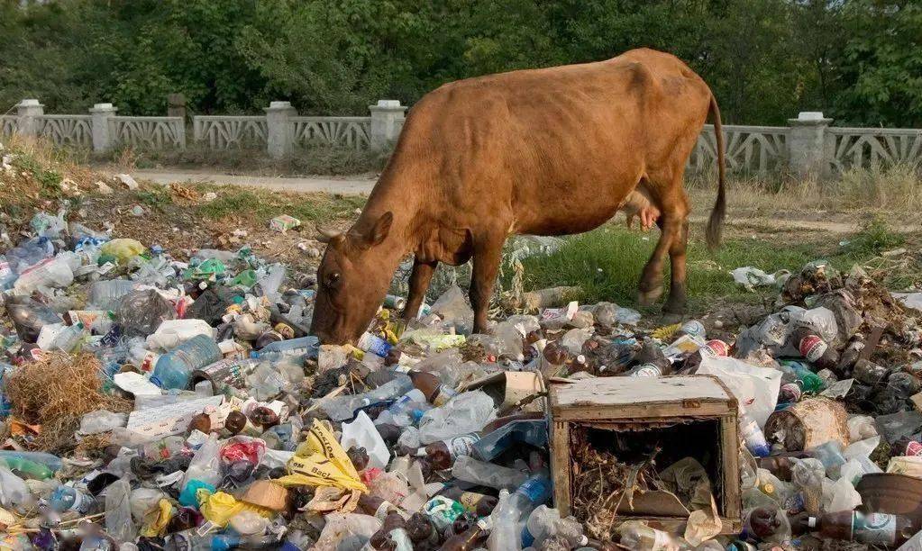 专家说禁止农村养殖就能够解决农村环境污染的问题你同意吗