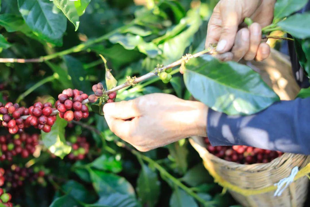 「误伤」阿里背后,云南咖啡如何逆袭?_种植户