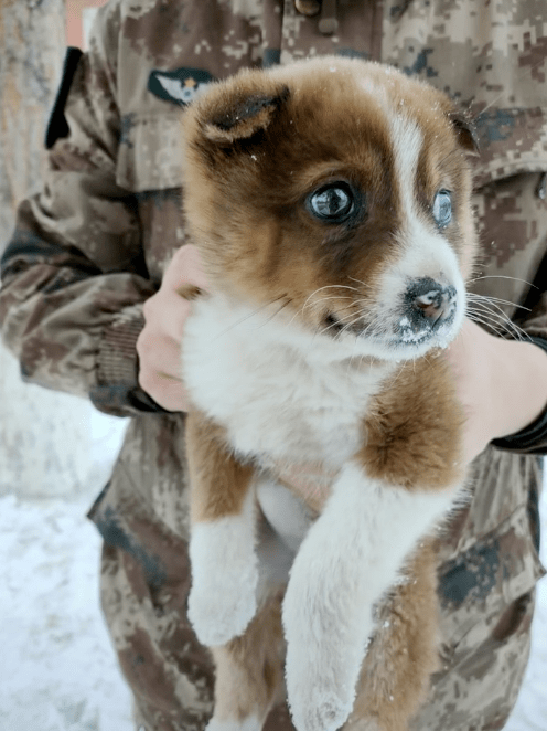 還記得那隻在雪地里被兵哥哥救了的小土狗「十八」嗎？現在它被寵上了天！ 萌趣萌寵 第21张