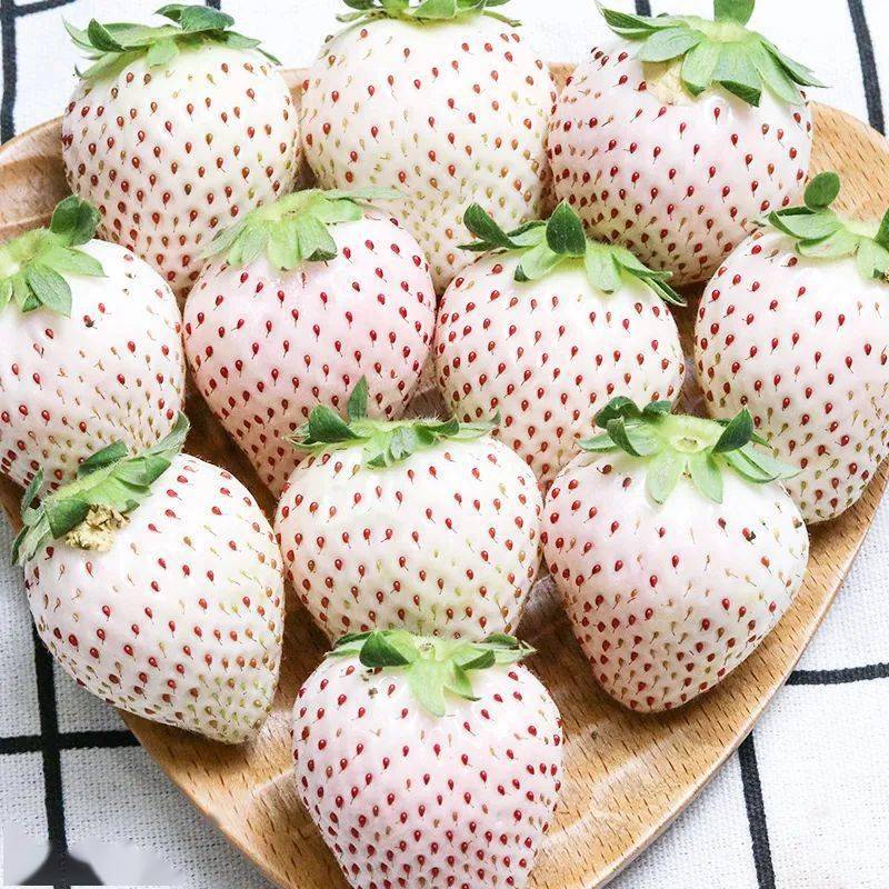 草莓自由日本800元斤的淡雪草莓新春特惠只要100多