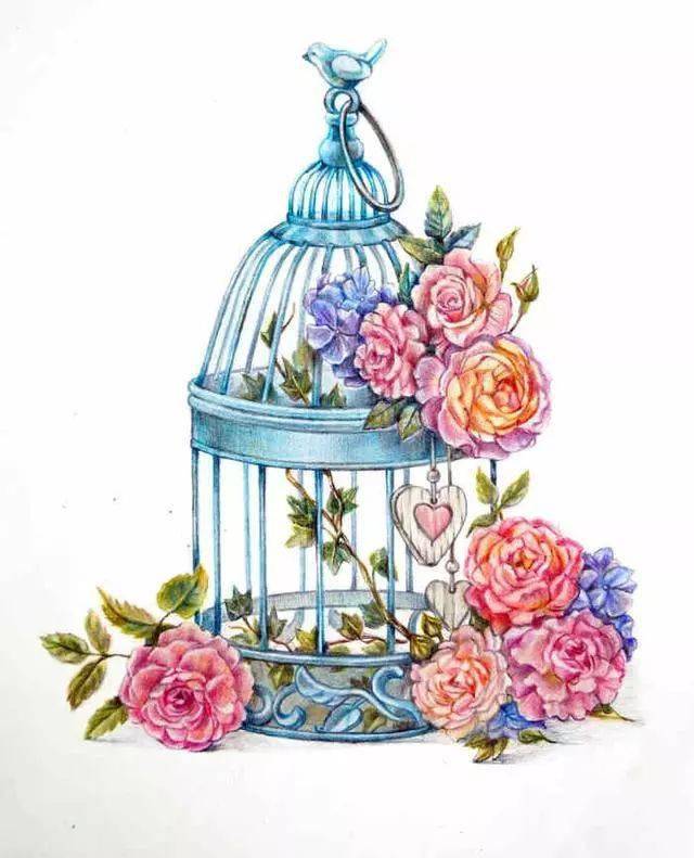 彩色铅笔植物画视频教程彩铅植物手绘图片素材