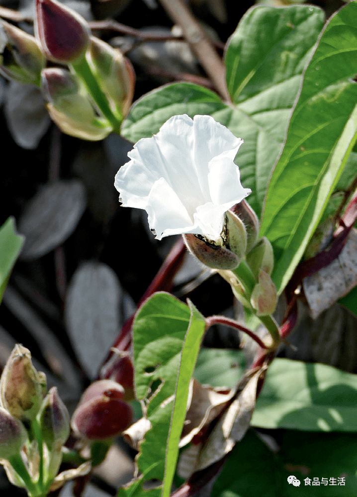 新春"桃"来盒果藤_手机搜狐网