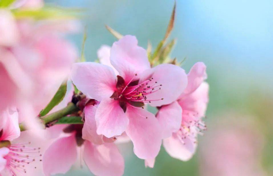 怎么样才能来桃花 d8901cf30b89470888d1df5e49907d3c.jpeg