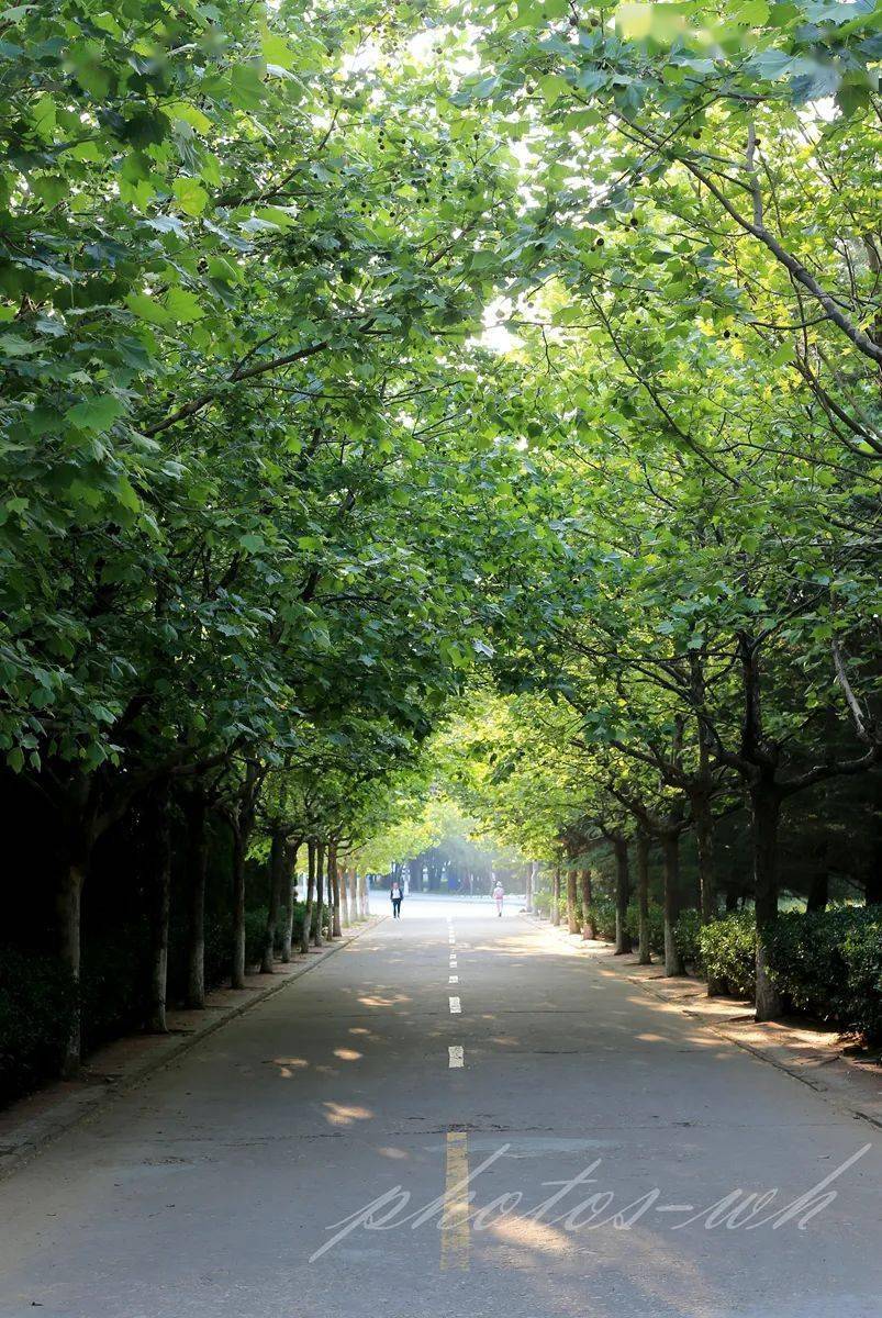 绿树阴浓夏日长最是一年春好处四季四图单独看是这样的就是下面这组