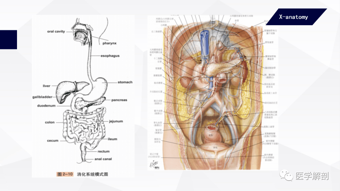 人体解剖学人体的基本结构内脏