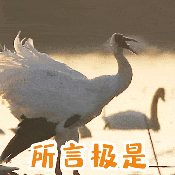 恭鹤新禧这才是江西人的贺岁表情包