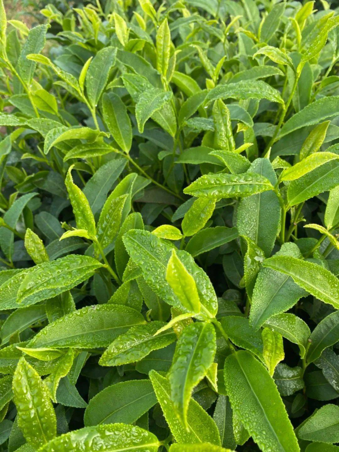 茶叶的人口_人口普查图片