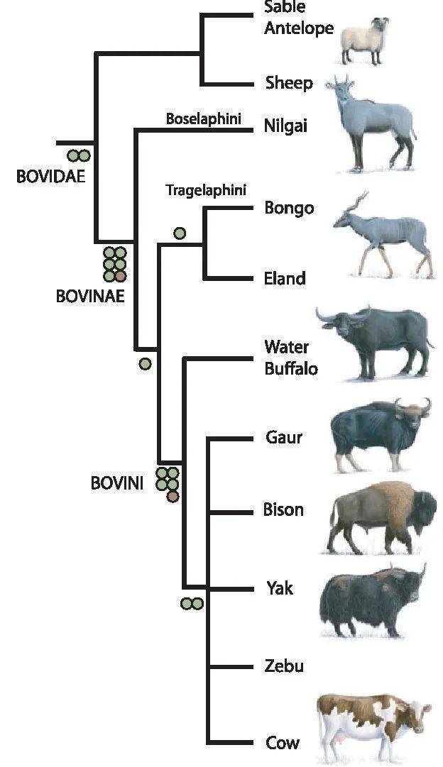 拜年了牛就是这么牛