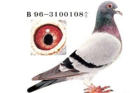 号"为1998年达克斯全国赛冠军"050"直子,1998年达克斯全国赛49位乔治