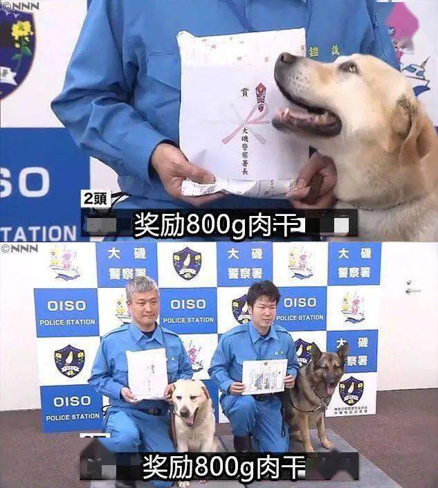 警犬搜尋失蹤者時自己走失了，然後被警犬搜尋...哈哈哈哈禁止套娃！ 萌趣萌寵 第11张