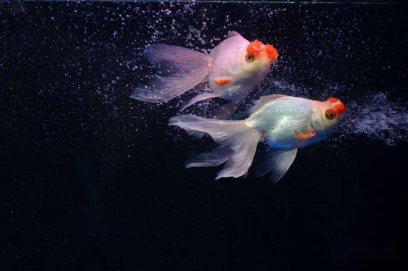 牛气冲天,牛年大吉!_金鱼