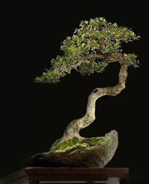 中式禅意盆景!绝美!