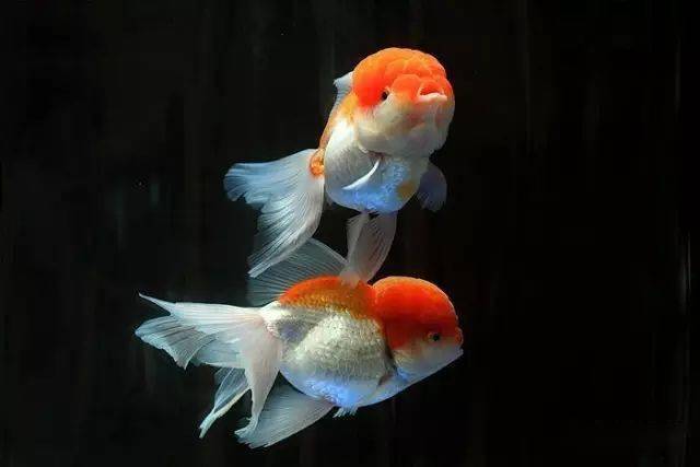 牛气冲天,牛年大吉!_金鱼