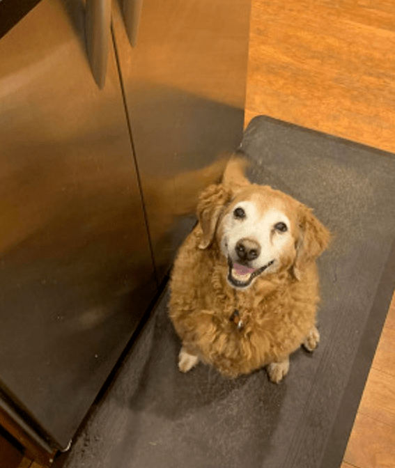 怎么教狗狗上厕所金毛 b67b9d3562524e93852d048a1048e875.png