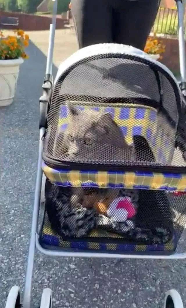 厭世貓咪有怪癖，整天賣萌撒嬌，就為坐嬰兒車去散步！ 萌趣萌寵 第8张