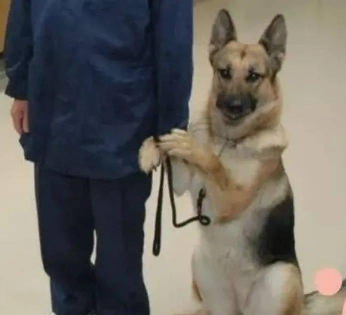 警犬搜尋失蹤者時自己走失了，然後被警犬搜尋...哈哈哈哈禁止套娃！ 萌趣萌寵 第10张