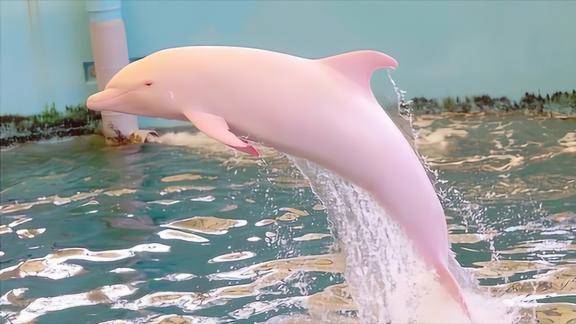 亚马逊河惊现粉色海豚看者无不心动得知真相却泪目了