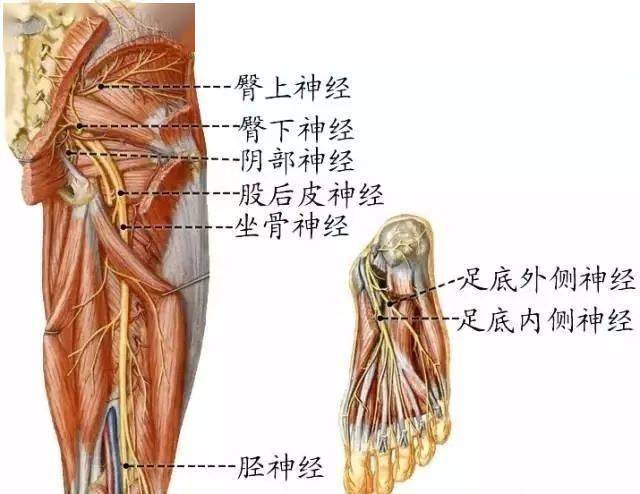 坐骨神经为全身最粗,最长的神经,经梨状肌下孔出骨盆,在臀大肌深面,经