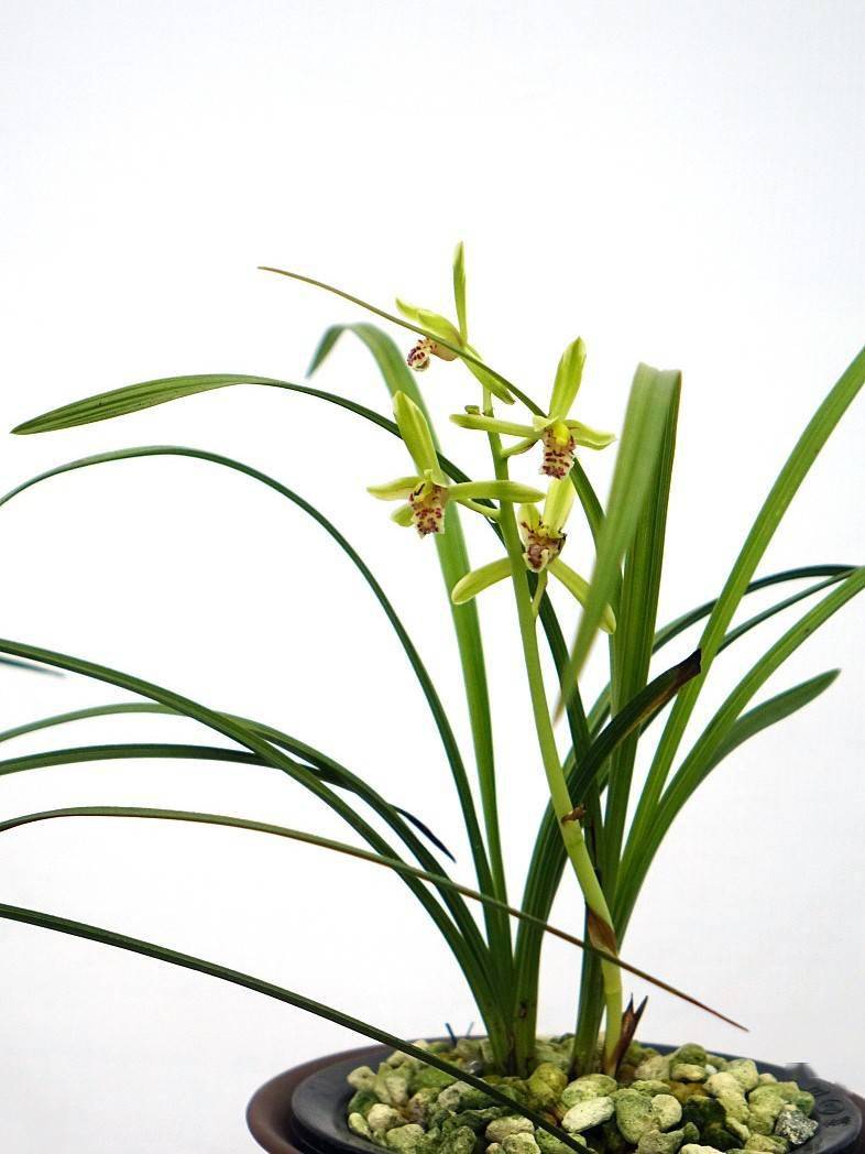 幽兰香风远 蕙草流芳根.读关于兰的古诗,邂逅时光里的春天