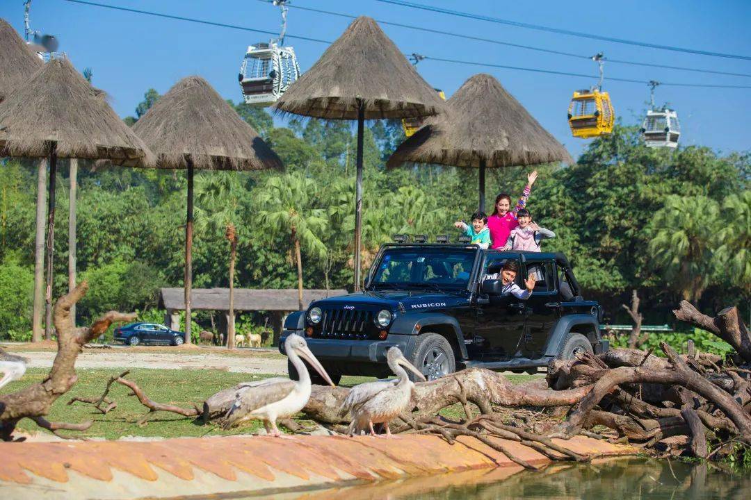 年初二|长隆野生动物世界自驾区升级开放等你来玩!_隆君