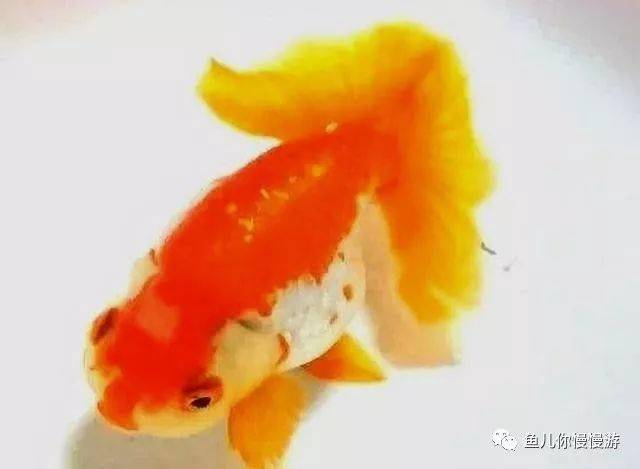 兰寿金鱼的种类众多 它们之间有什么区别呢 花纹