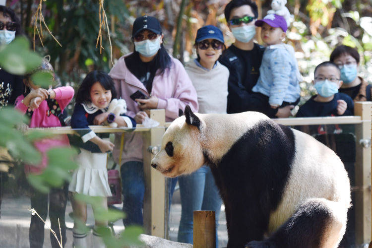 【原创】深圳野生动物园动物萌态十足吸引八方游客