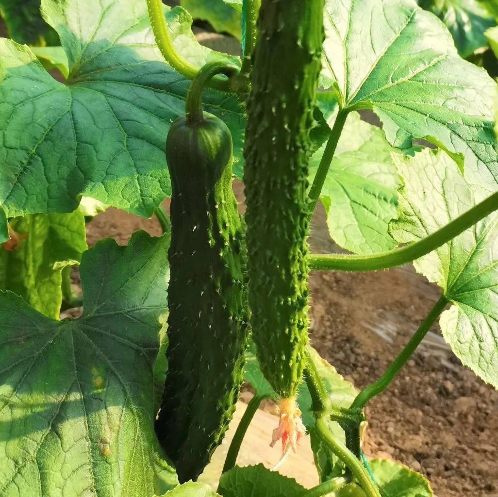 春秋览万象一园话农桑丨这里有您意想不到的天然美食