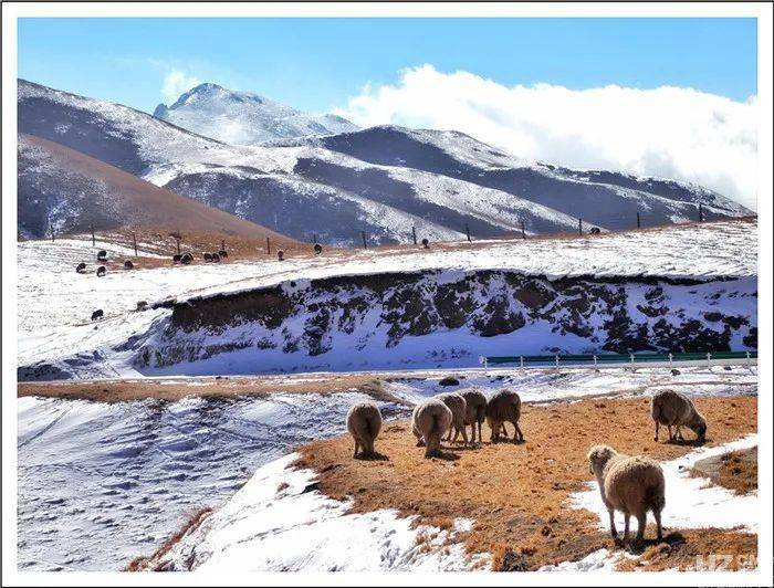 会泽大海草山雪景图片