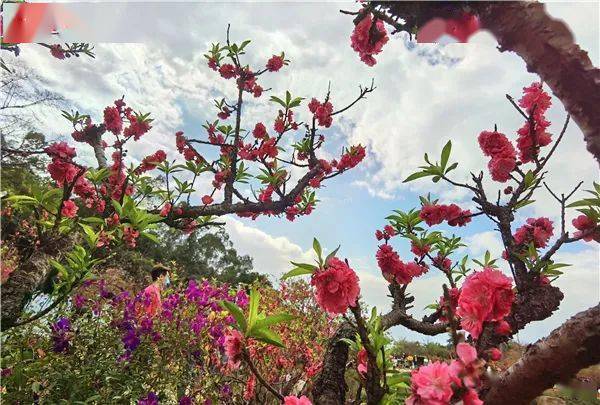 桃花盛放南國桃園遊人爭相行桃花運